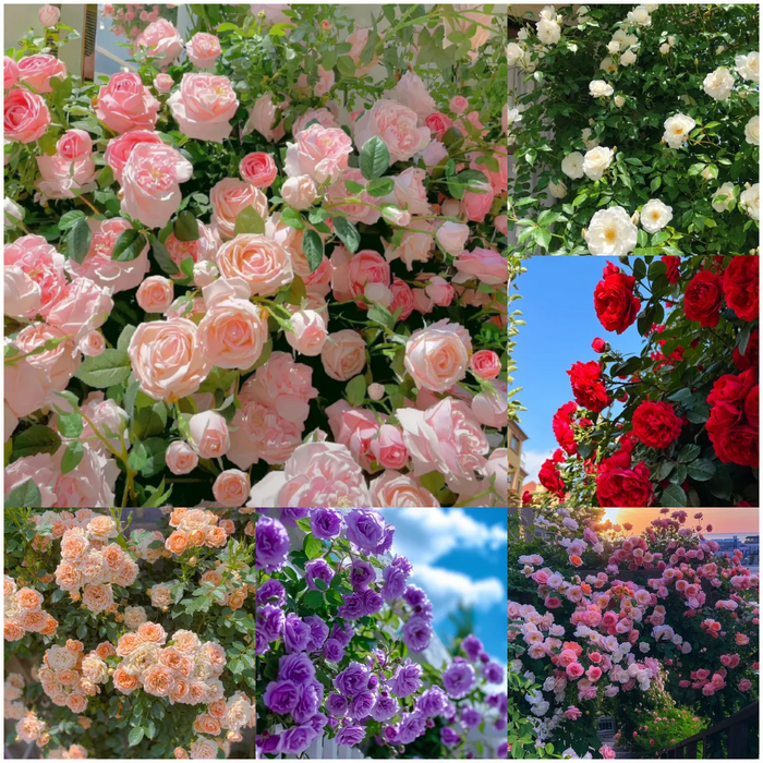 EverBloom Climbing Roses Seeds