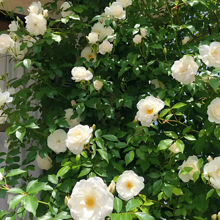 EverBloom Climbing Roses Seeds
