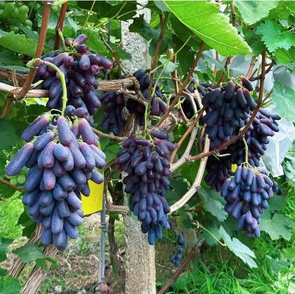 Imported Sweet Sapphire Grape Seeds