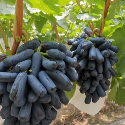 Imported Sweet Sapphire Grape Seeds