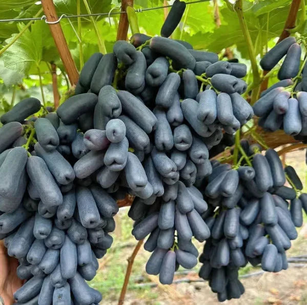 Imported Sweet Sapphire Grape Seeds