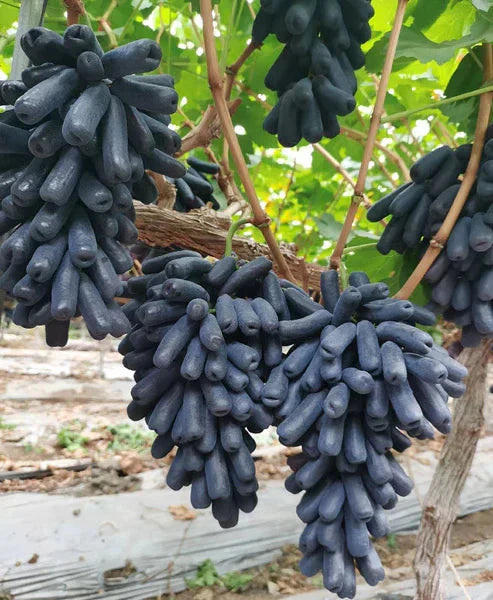 Imported Sweet Sapphire Grape Seeds