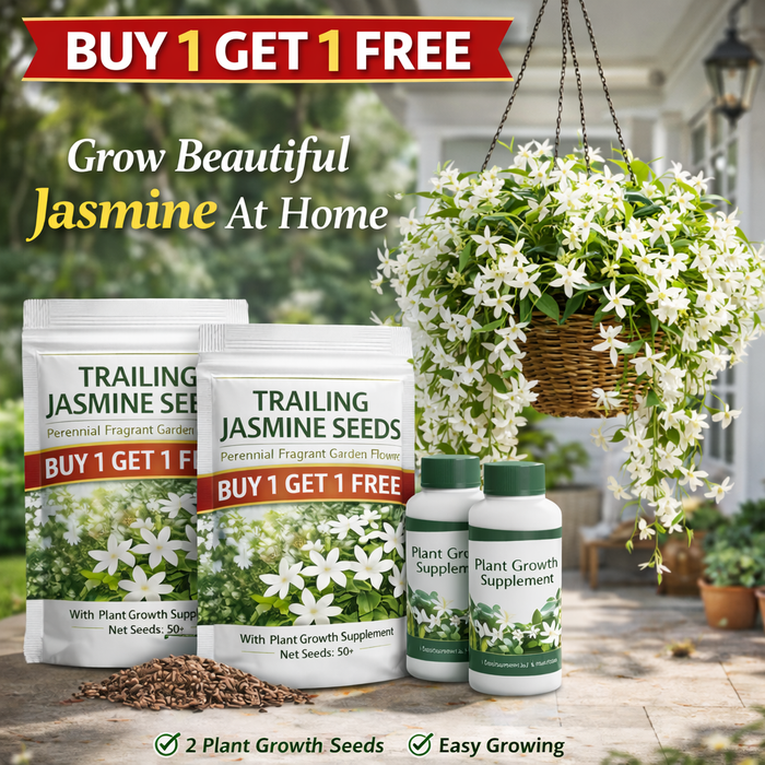 Trailing Midnight Perfume Jasmine Seeds BUY 1 GET 1 FREE